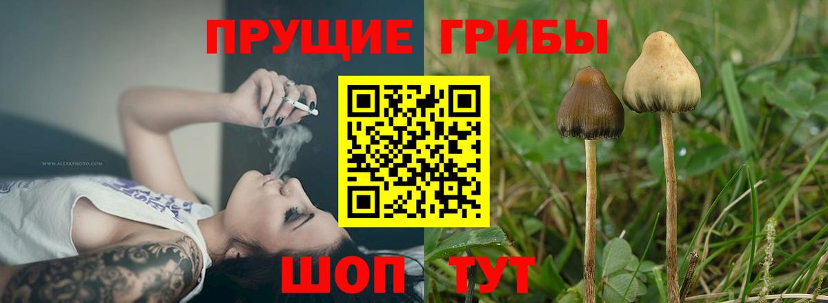 Канаш  Псилоцибиновые грибы мицелий  Вход с VPN  Псилоцибиновые грибы GOLDEN TEACHER 